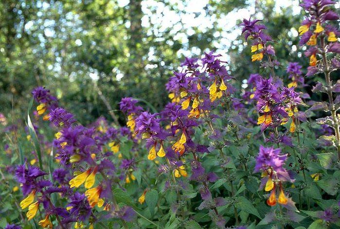 Иван да Марья трава