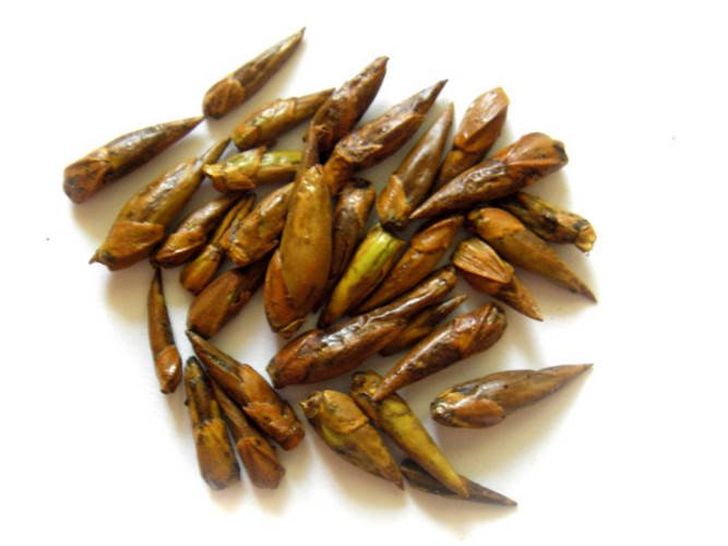 Почки берёзы Почки берёзы в апреле