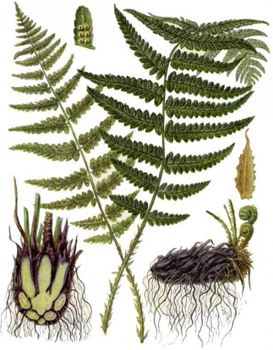 Корни папоротника Корни папоротника Травник