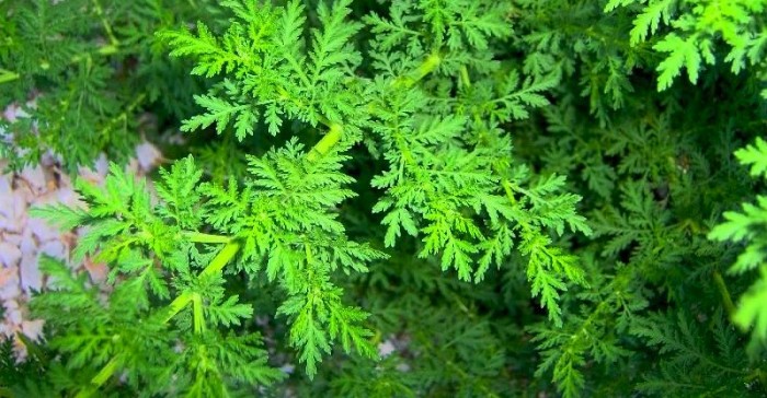 Полынь однолетняя