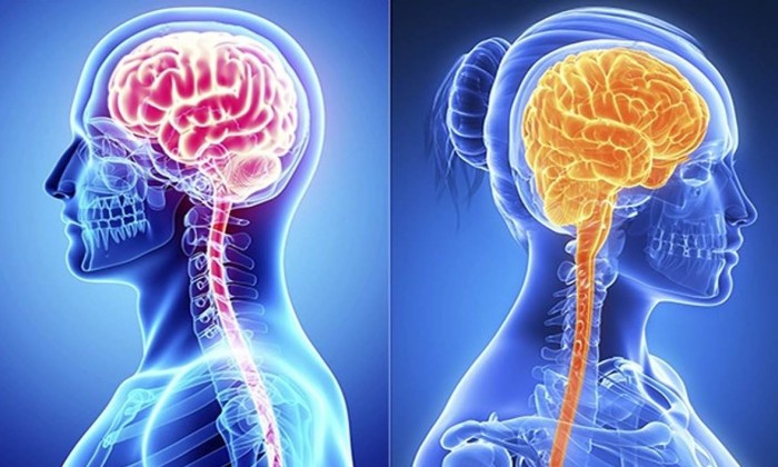 Мужской и женский мозг