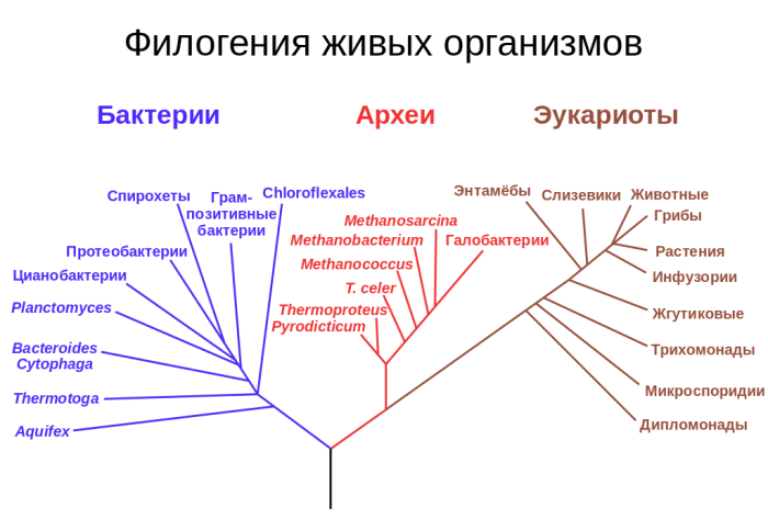 Филогения живых организмов