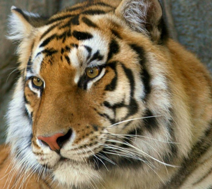 Бенгальский тигр