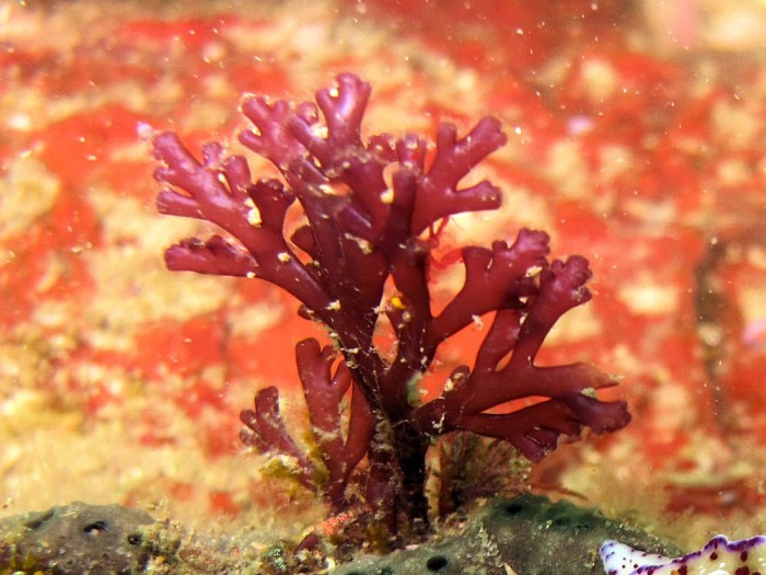 Красные водоросли