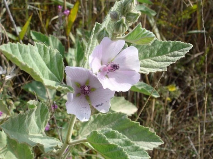 Алтей Лекарственный применение, фото Алтей Лекарственный применение, фото