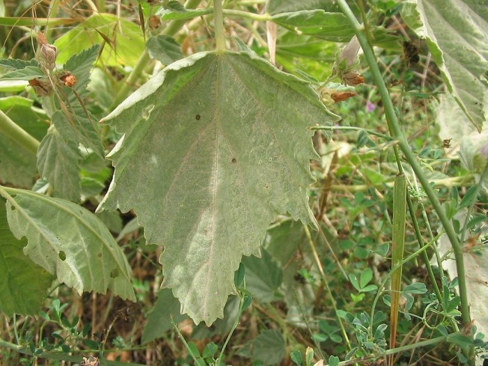 Алтей Лекарственный применение, фото Алтей Лекарственный применение, фото