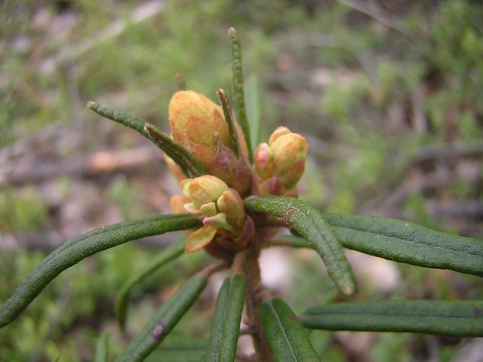 Багульник болотный лечебные свойства, рецепты
