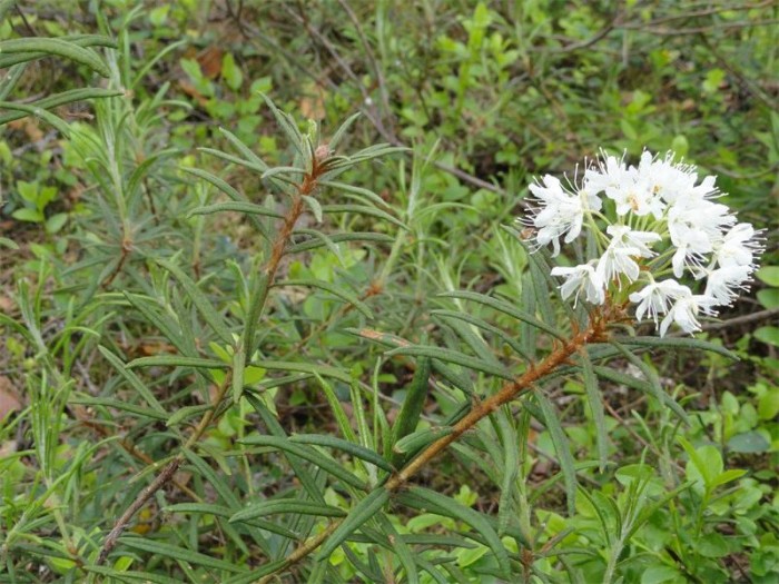 Багульник болотный лечебные свойства, рецепты