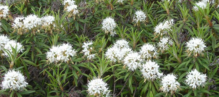 Багульник болотный лечебные свойства, рецепты