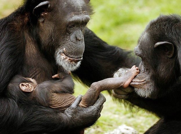 Любовь у обезьян