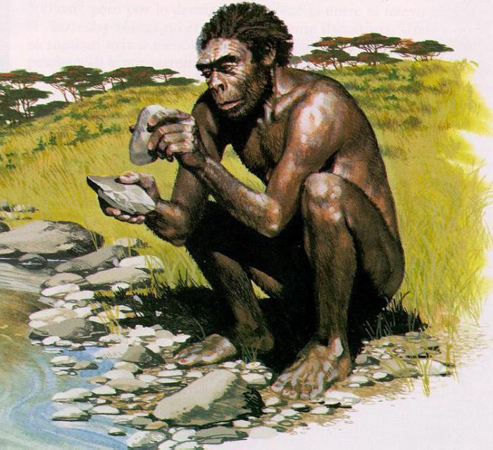 Homo habilis