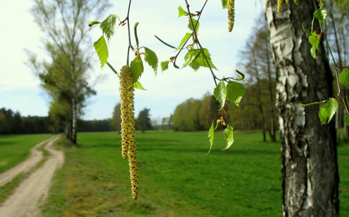 Березовые сережки