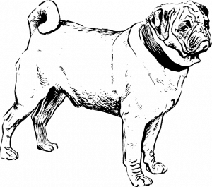 Мопс рисунок