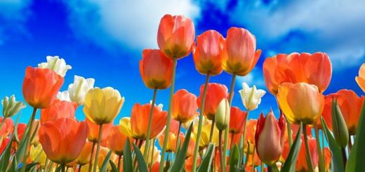 Тюльпаны в саду