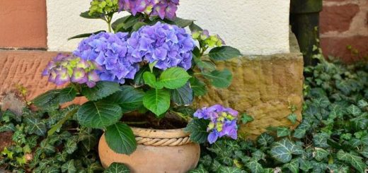 Гортензия в горшке
