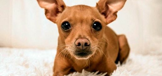 Цвергпинчер фото