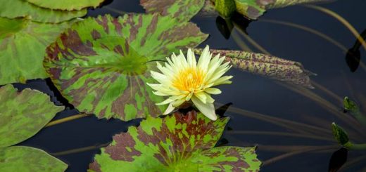 Кувшинка на пруду